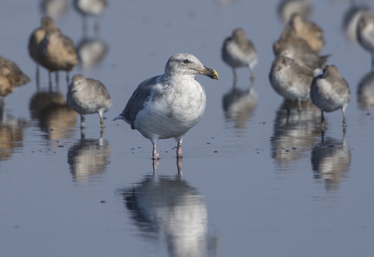 Western Gull - Jerry Ting