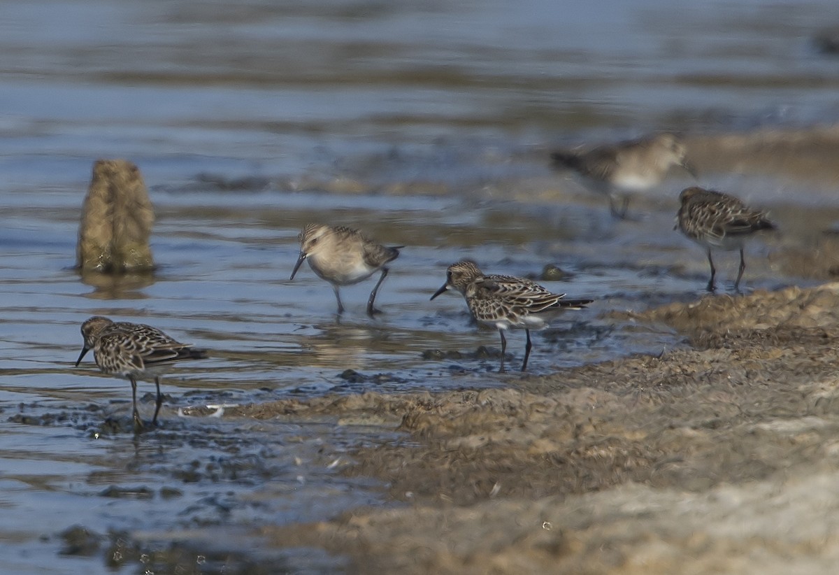 Baird's Sandpiper - Jerry Ting
