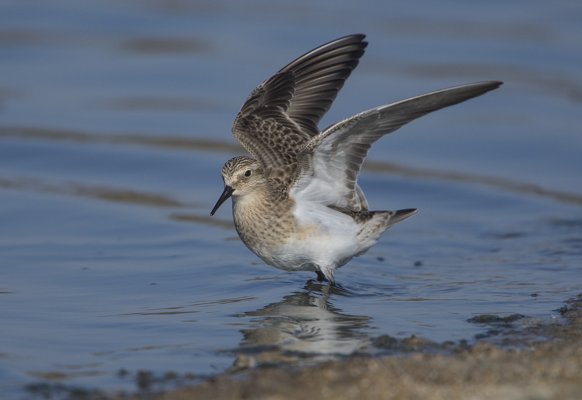 Baird's Sandpiper - Jerry Ting