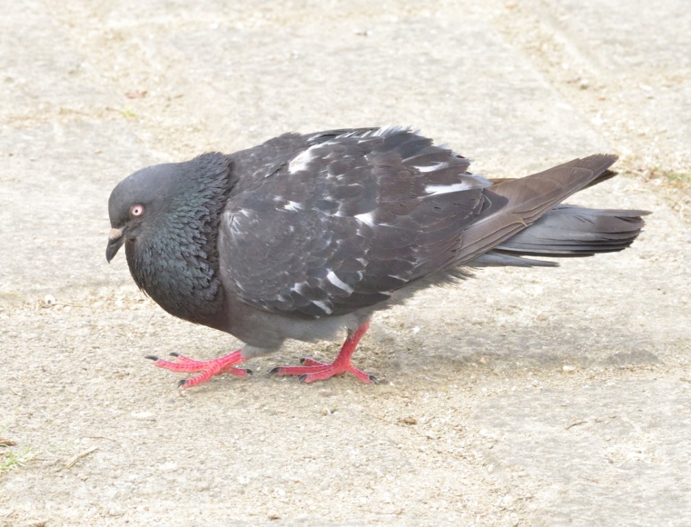 Rock Pigeon (Feral Pigeon) - Gordan Pomorišac