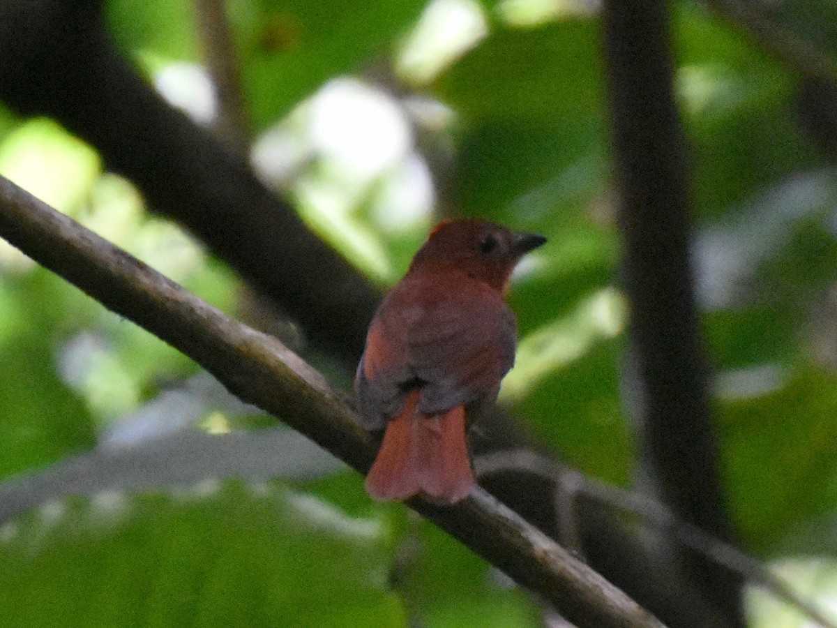 Red-crowned Ant-Tanager - ML113716501