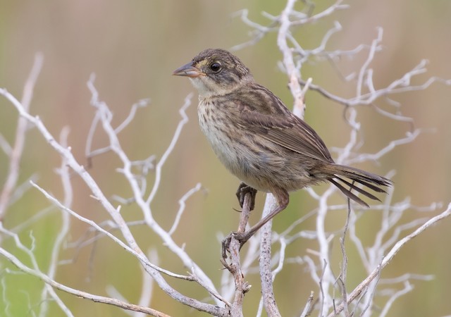 Juvenile Seaside Sparrow. - Seaside Sparrow - 