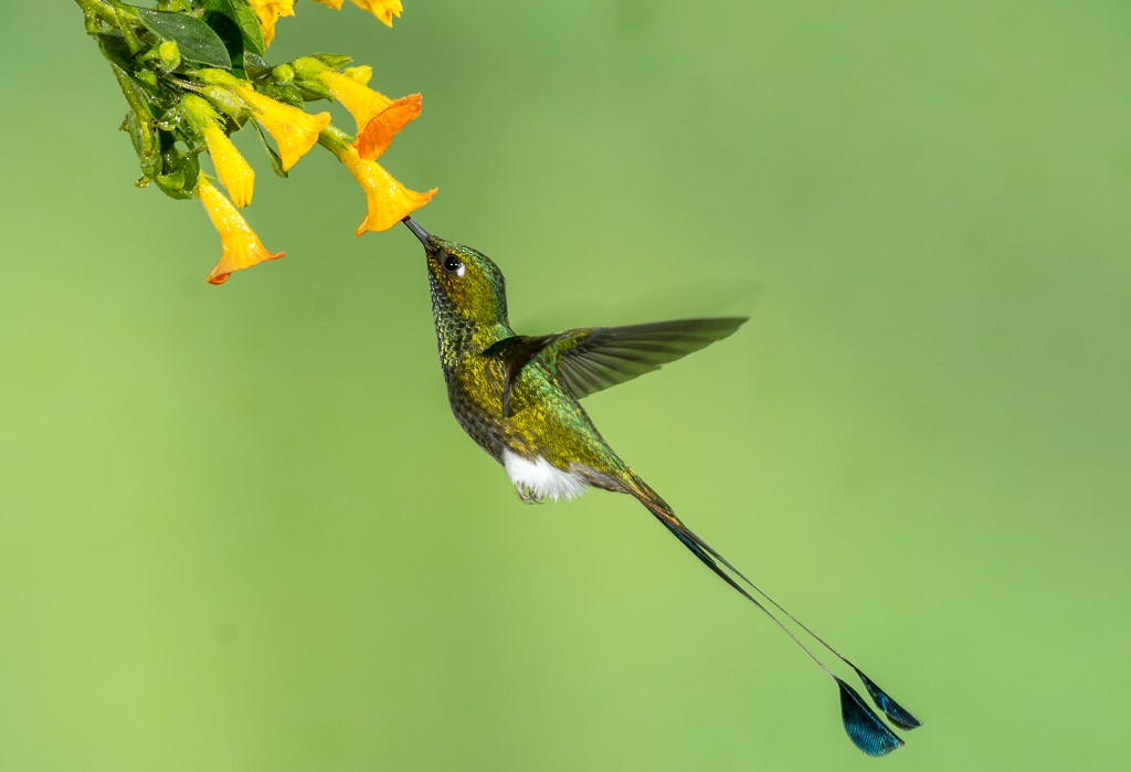 White-booted Racket-tail - ML113719661
