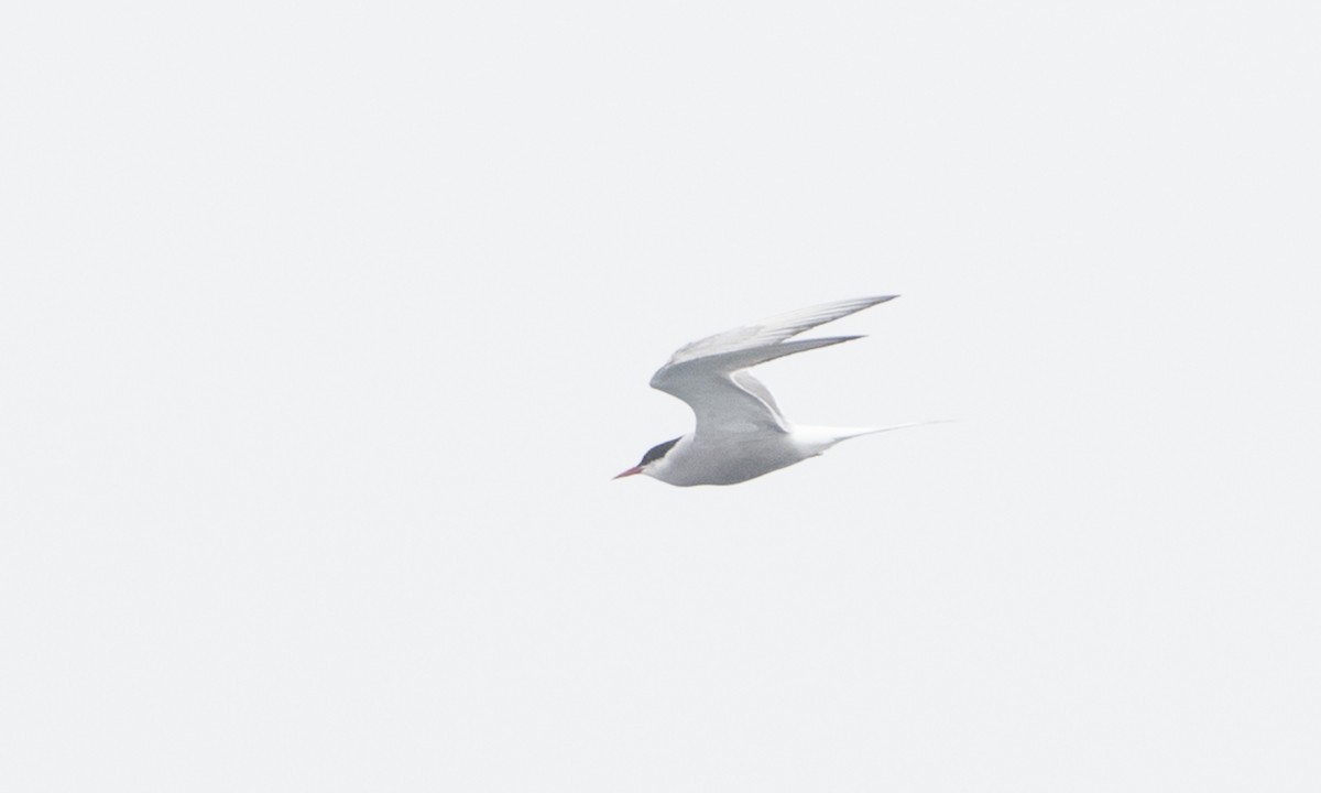 Arctic Tern - Brian Sullivan