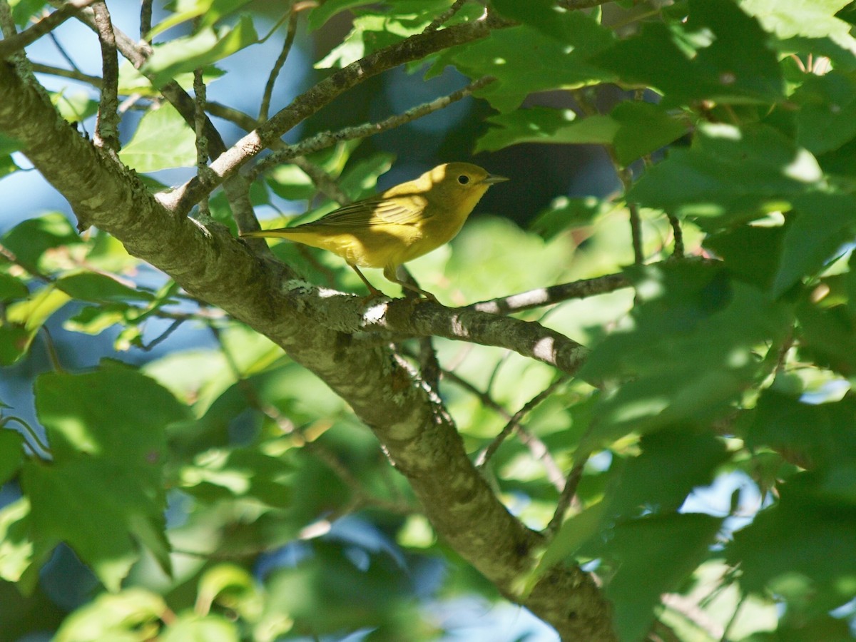 Yellow Warbler (Northern) - Bill Bunn