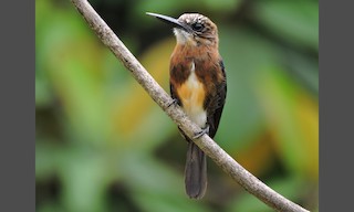  - Brown Jacamar