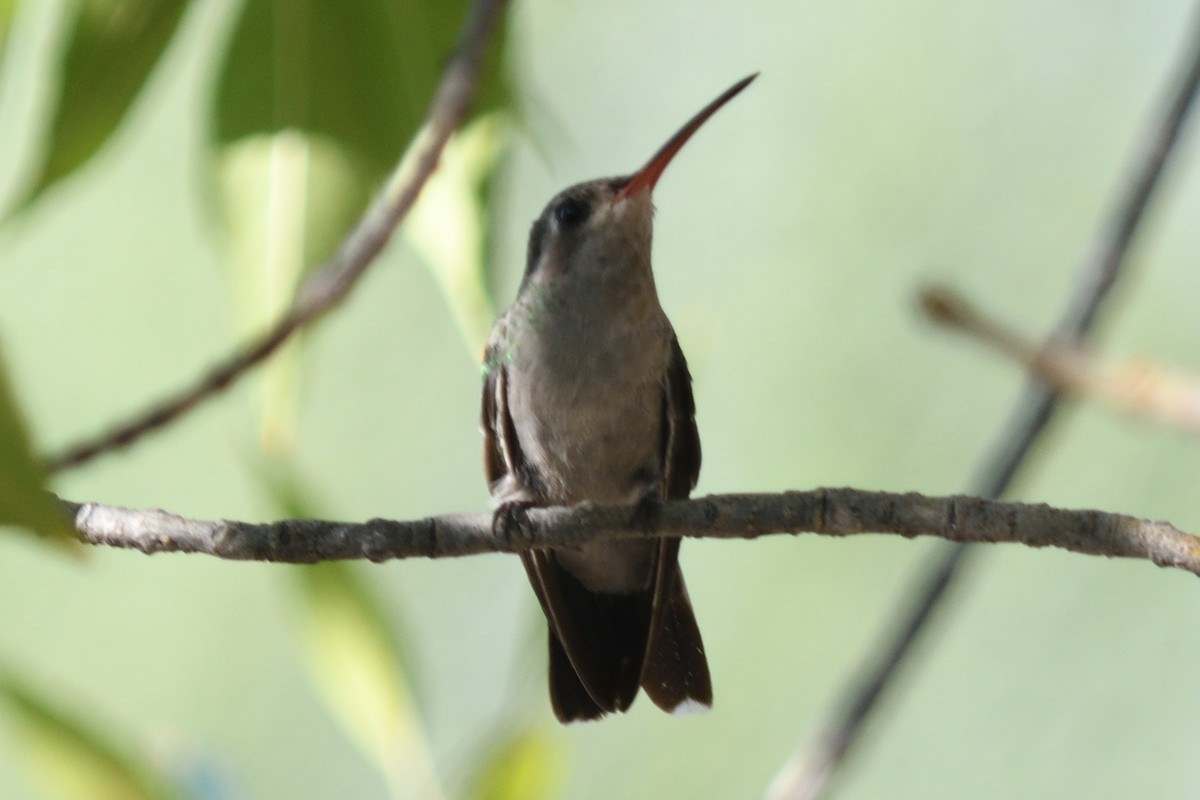 Broad-billed Hummingbird - John Doty