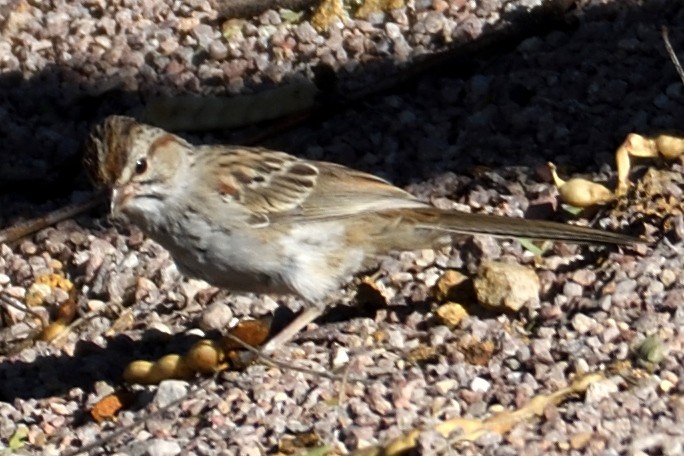 Rufous-winged Sparrow - John Doty
