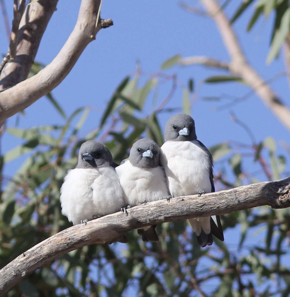 White-breasted Woodswallow - ML113725691