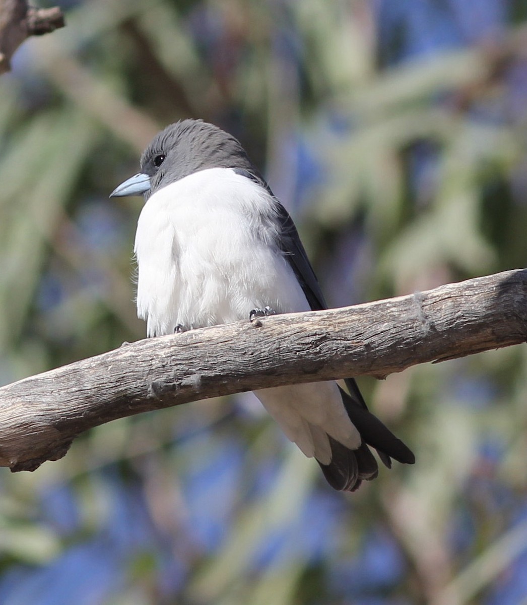 White-breasted Woodswallow - ML113725711