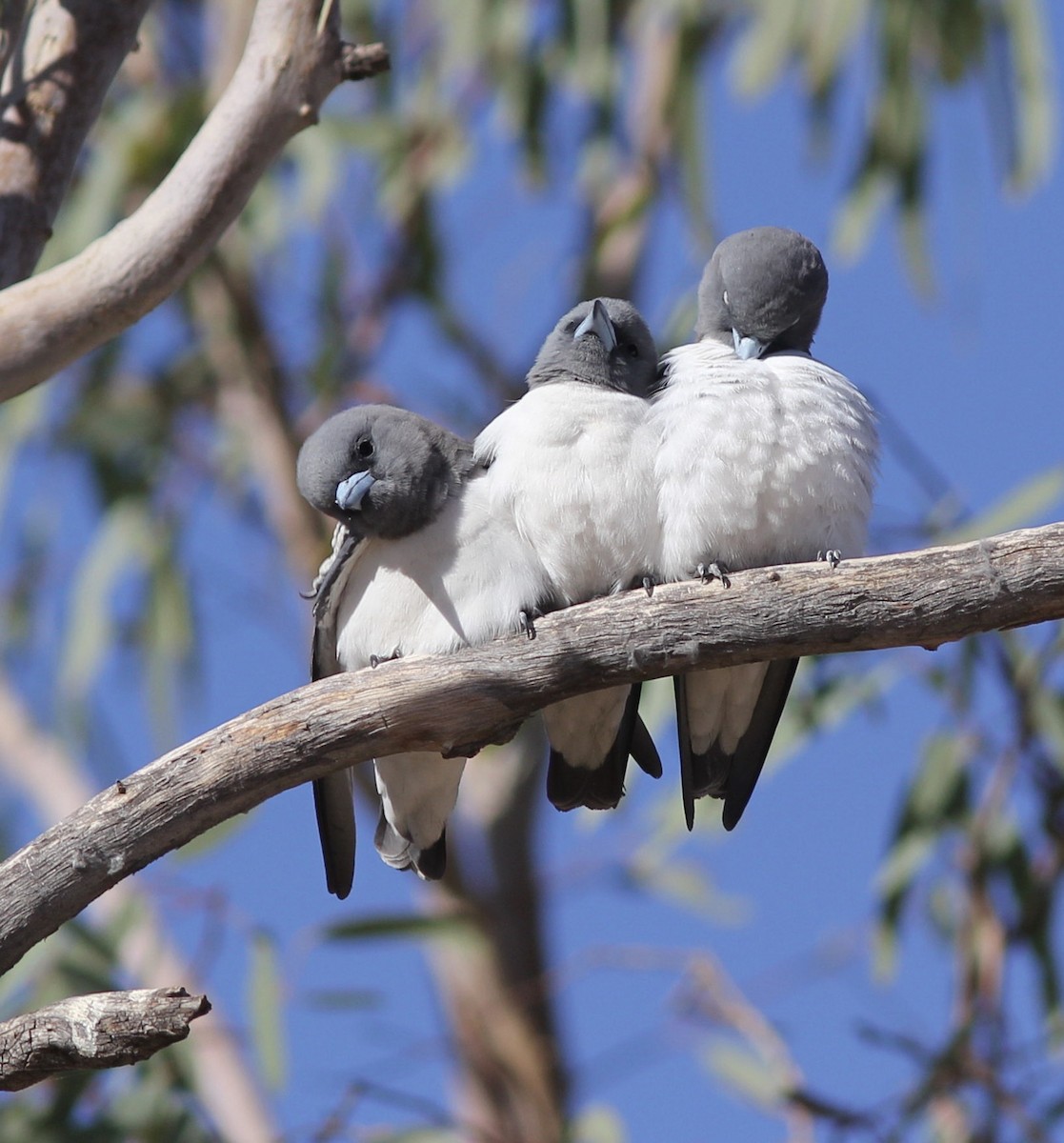 White-breasted Woodswallow - ML113725721