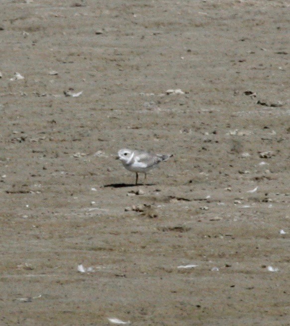Piping Plover - ML113729021