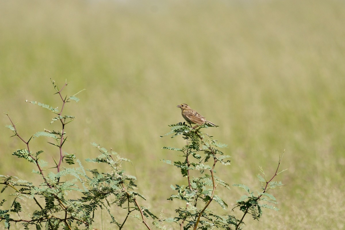 Grasshopper Sparrow - ML113730461