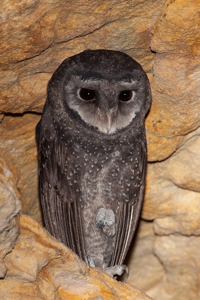Sooty Owl - Ákos  Lumnitzer