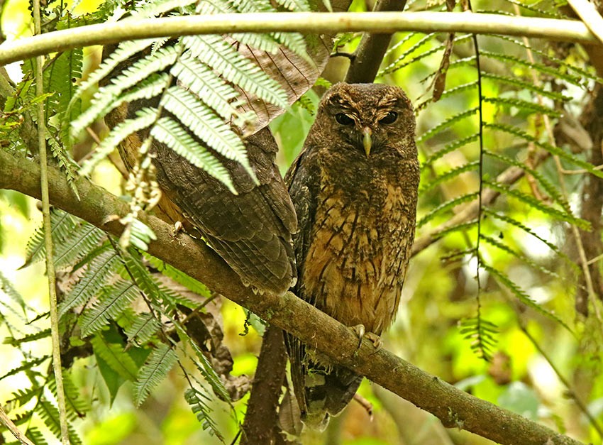 Rufescent Screech-Owl (Colombian) - Roger Ahlman