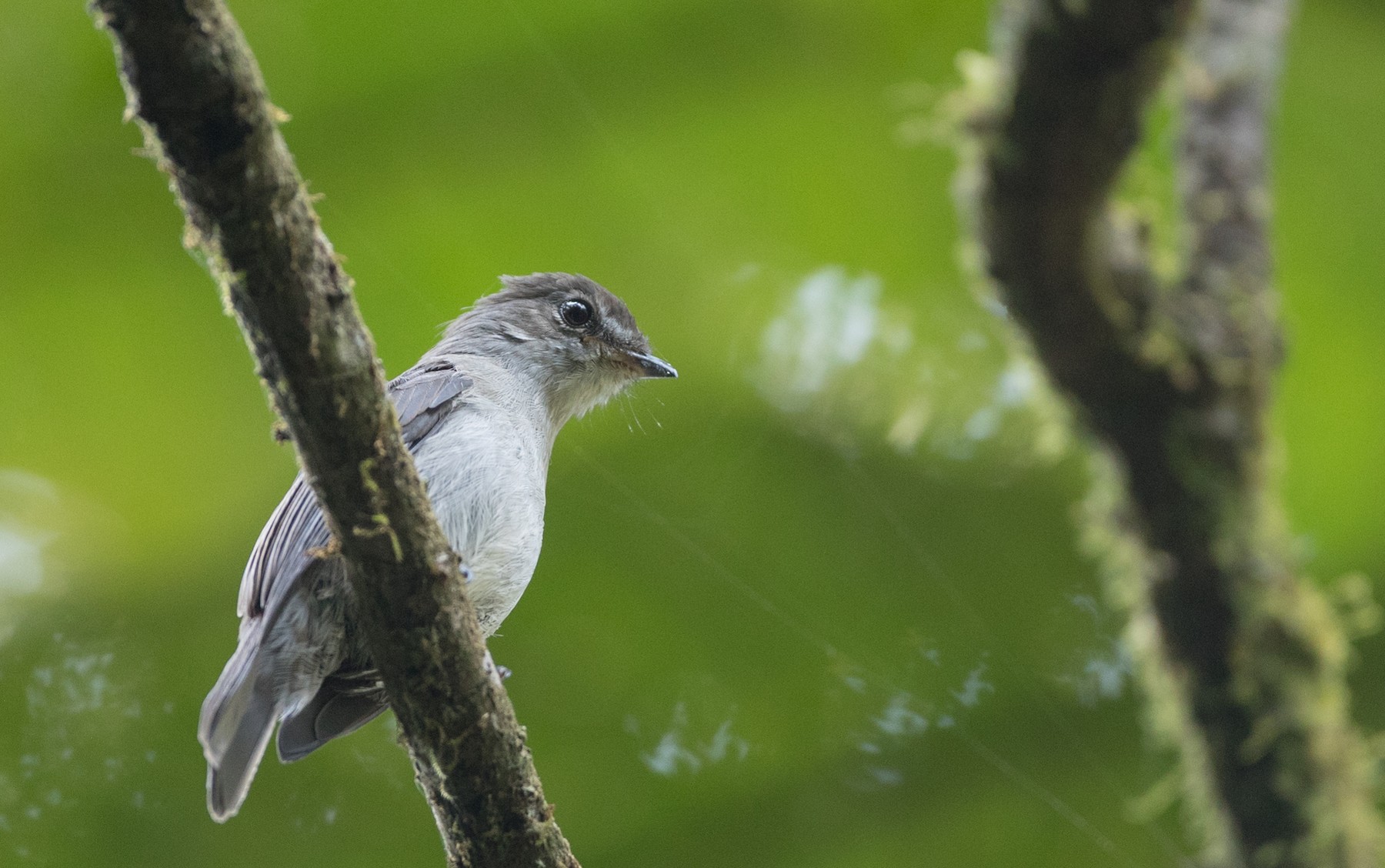 Chapin's Flycatcher (Chapin's) eBird