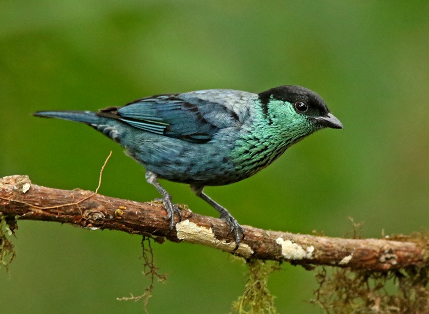 Black-capped Tanager - Roger Ahlman