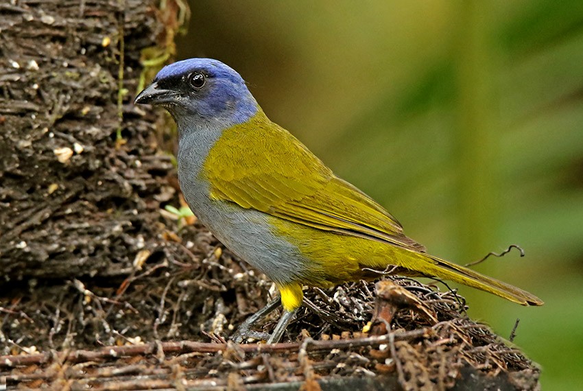 Blue-capped Tanager - ML113737391