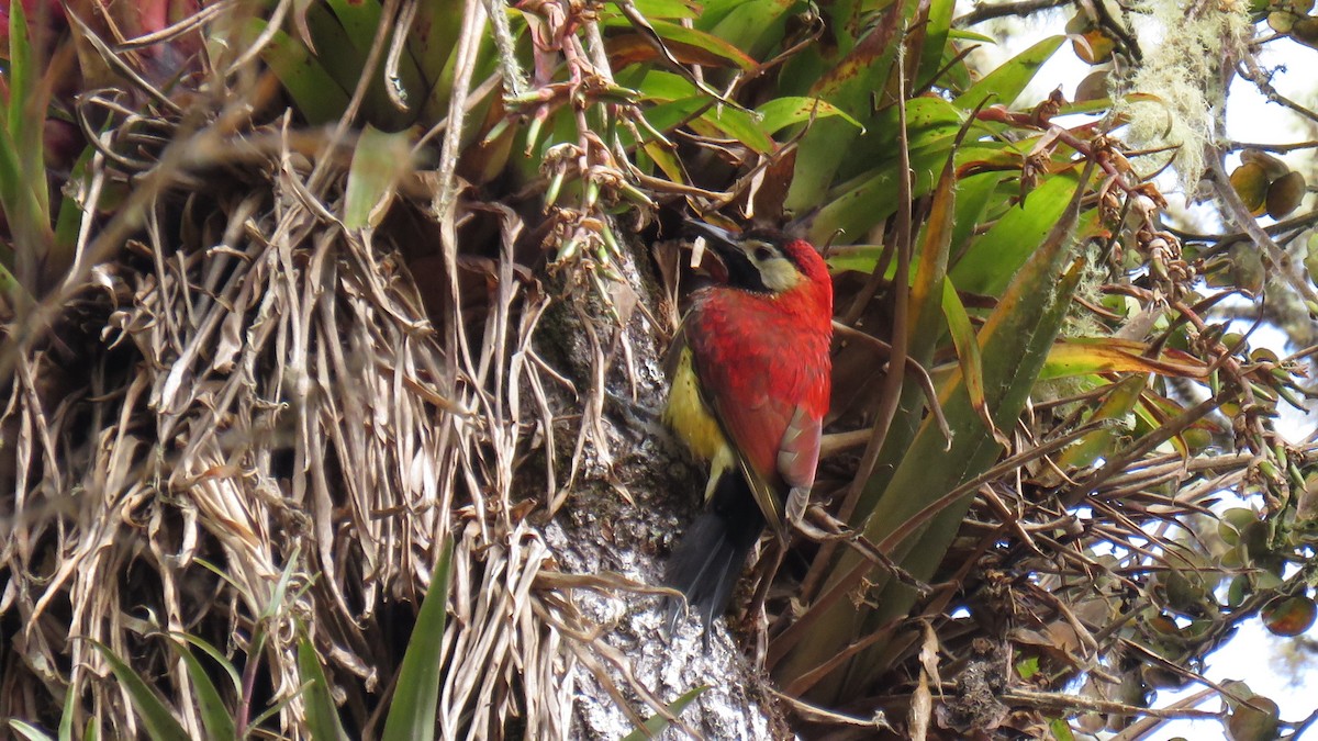 Crimson-mantled Woodpecker - Juan Pablo Arboleda
