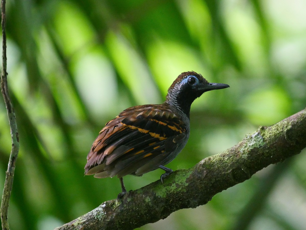 Wing-banded Antbird - Tim Boucher
