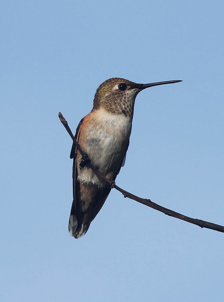 Rufous Hummingbird - Claude Auchu