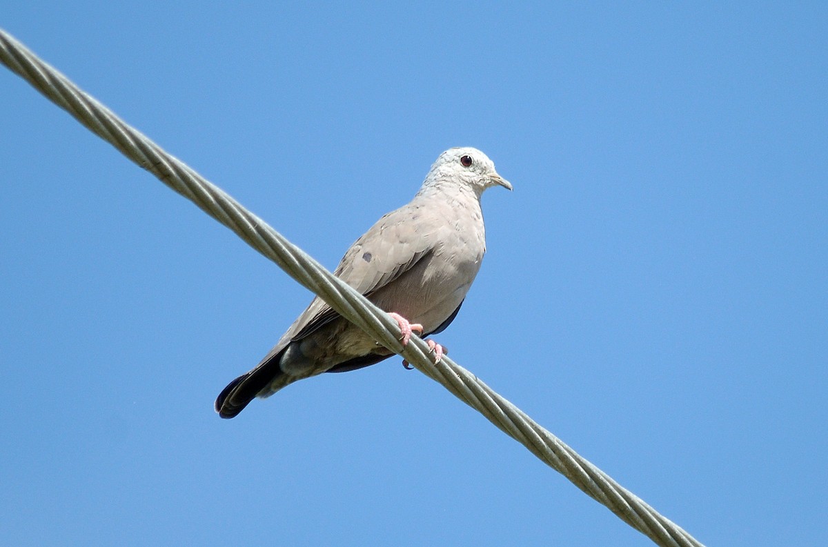 Plain-breasted Ground Dove - Josanel Sugasti -photographyandbirdingtourspanama