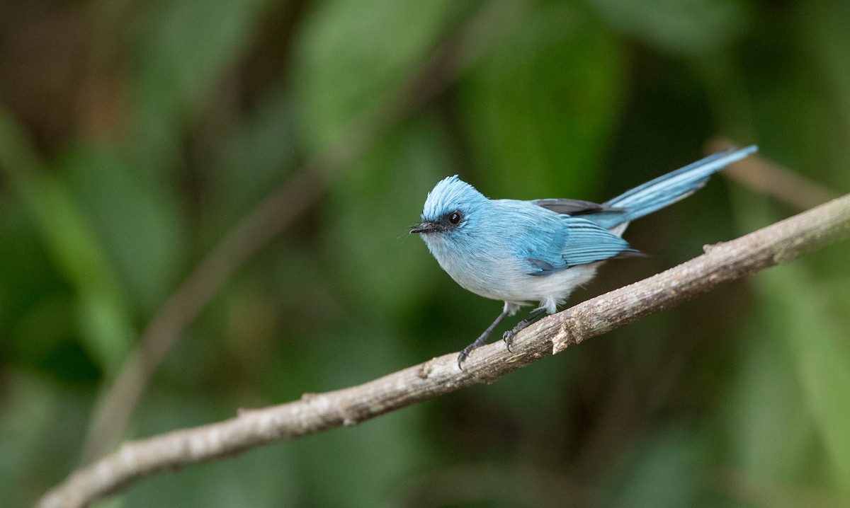 White-tailed Blue Flycatcher - Ian Davies