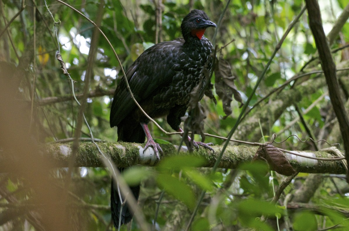 Crested Guan - ML113741811