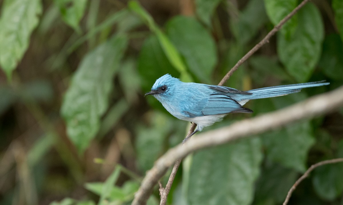 White-tailed Blue Flycatcher - Ian Davies