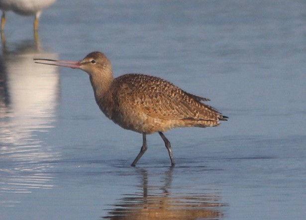 Marbled Godwit - B Maguire