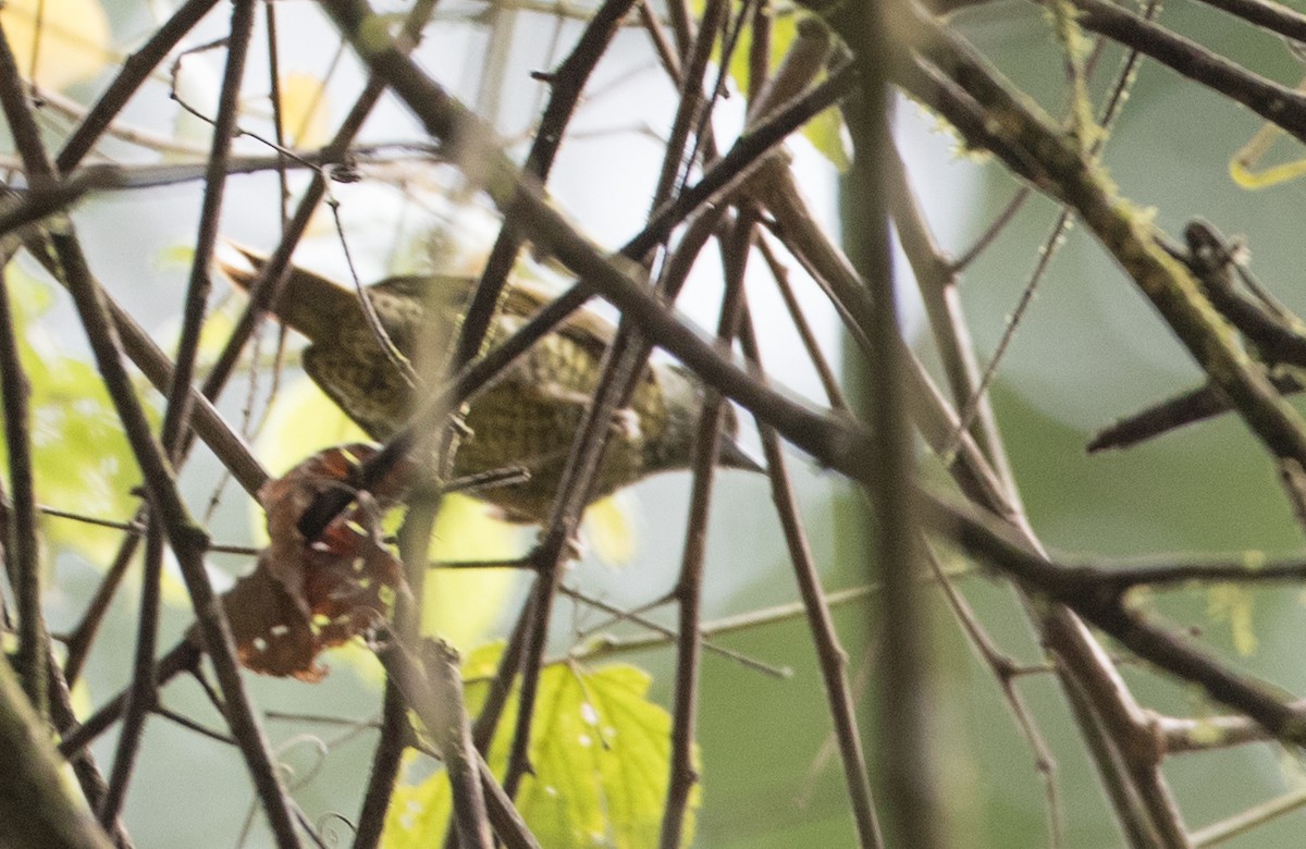 Buff-spotted Woodpecker - ML113742651