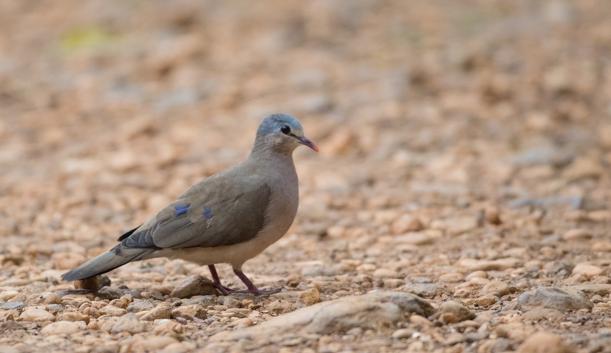 Blue-spotted Wood-Dove - Ian Davies