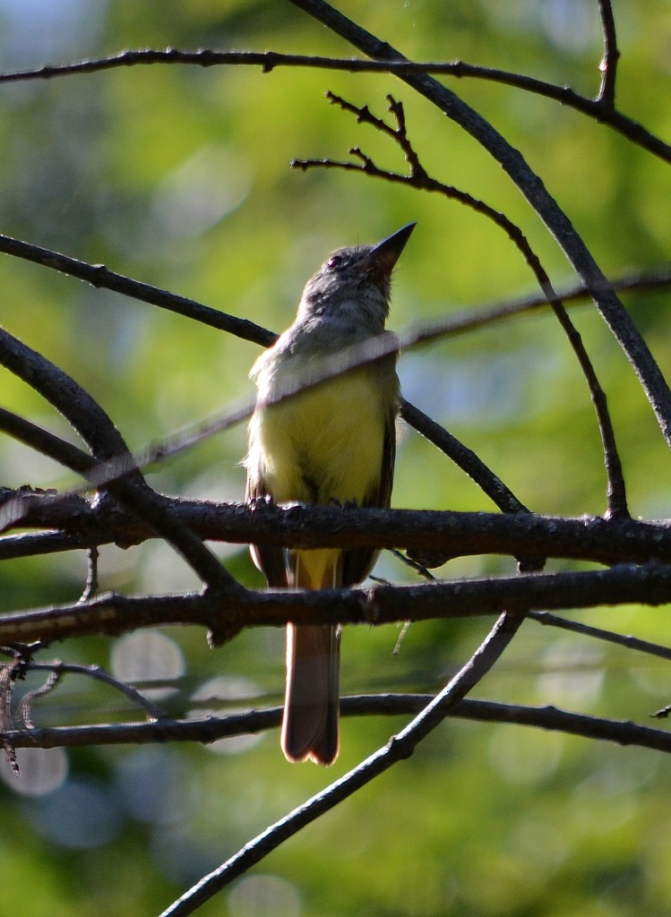 Great Crested Flycatcher - S. Andujar
