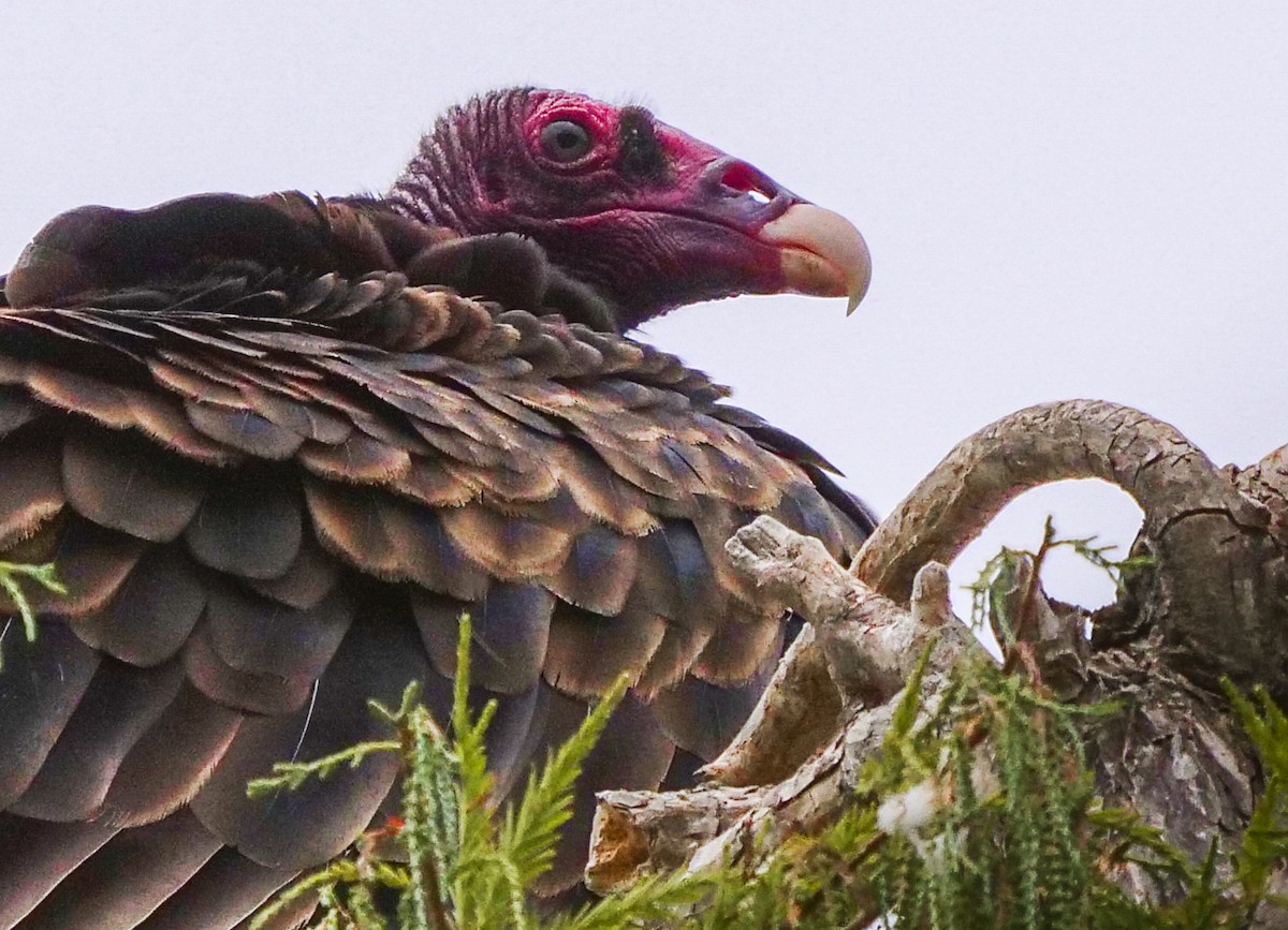 Turkey Vulture - ML113746531