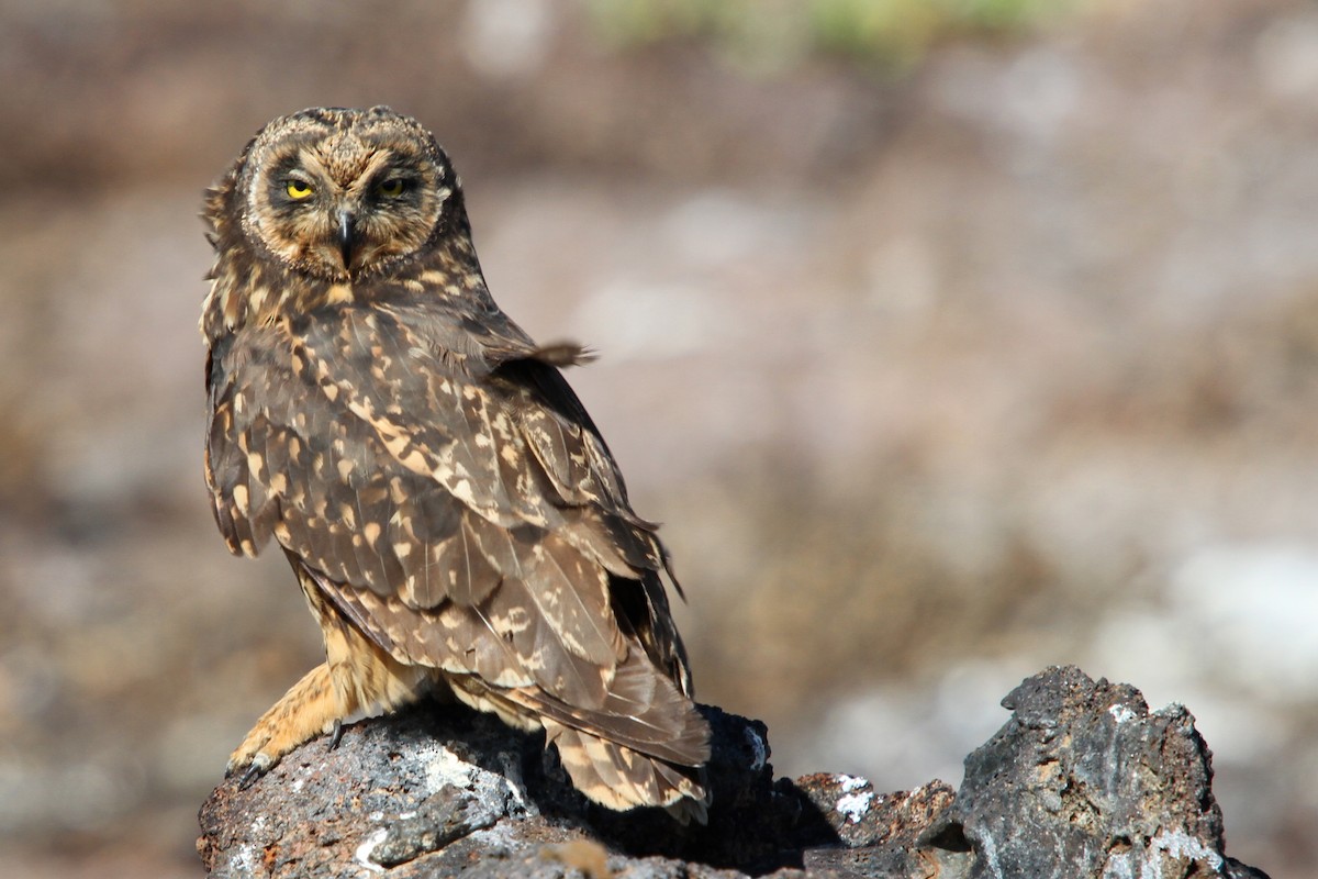 Short-eared Owl - ML113746761