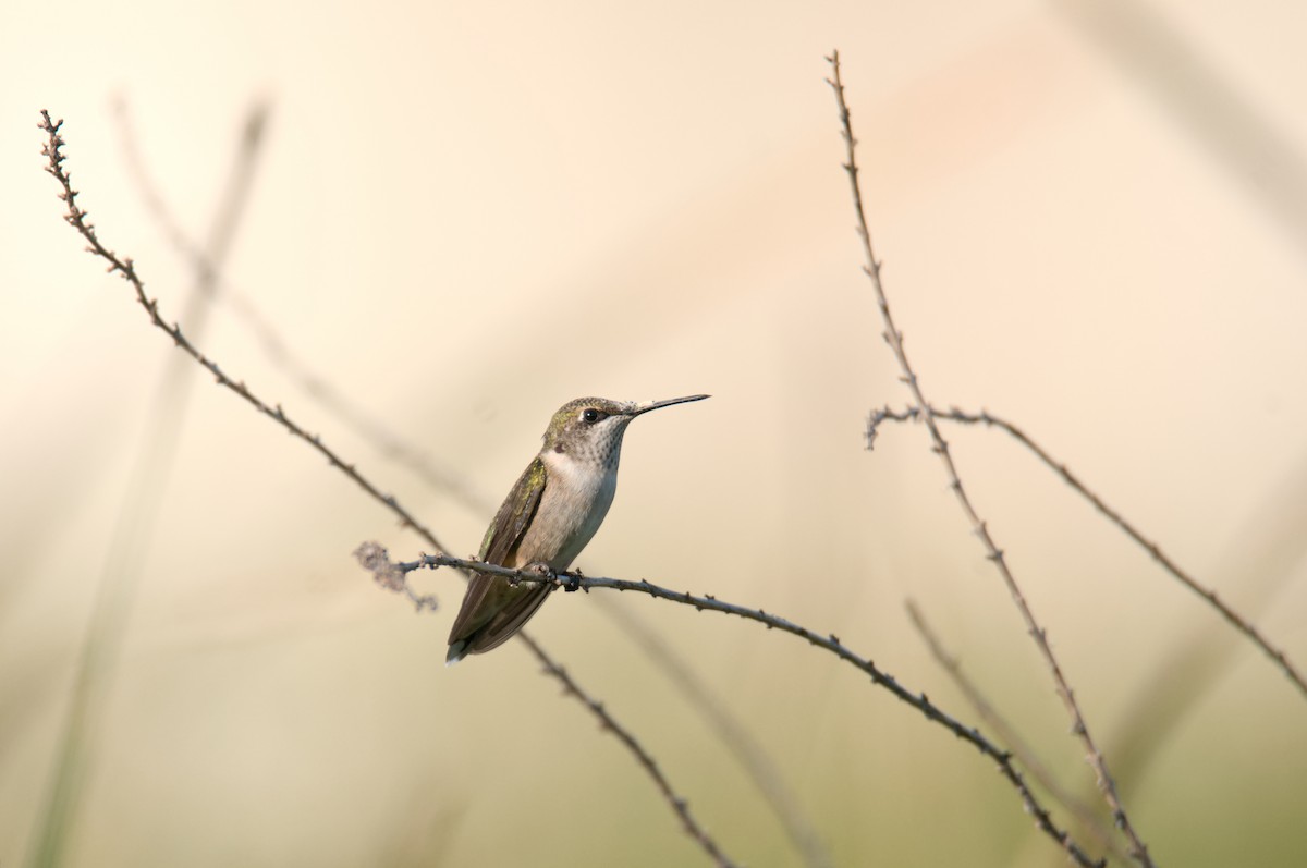 Ruby-throated Hummingbird - Dana Siefer