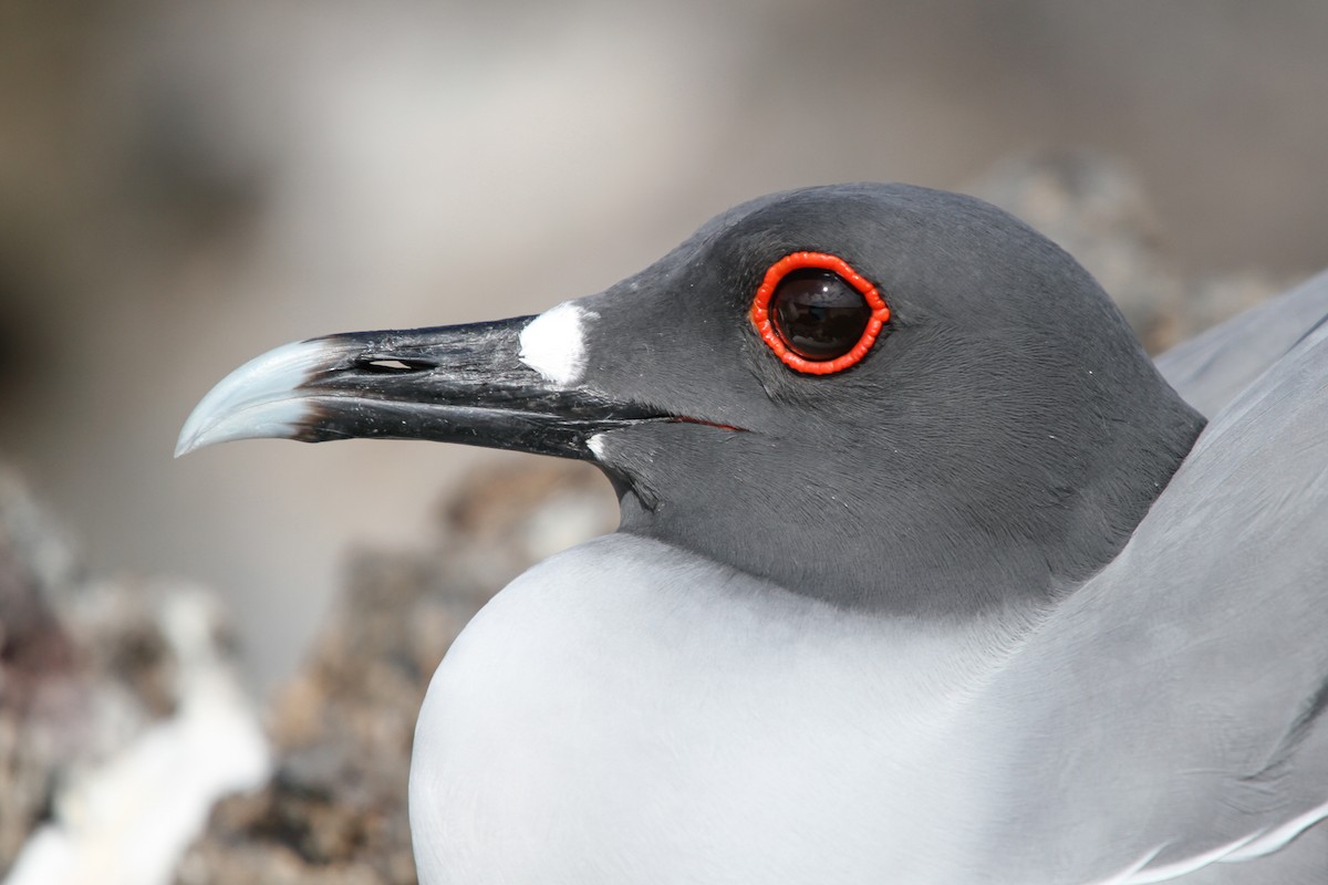 Swallow-tailed Gull - Rhys Marsh