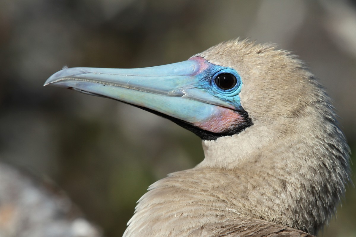 Red-footed Booby - ML113755831