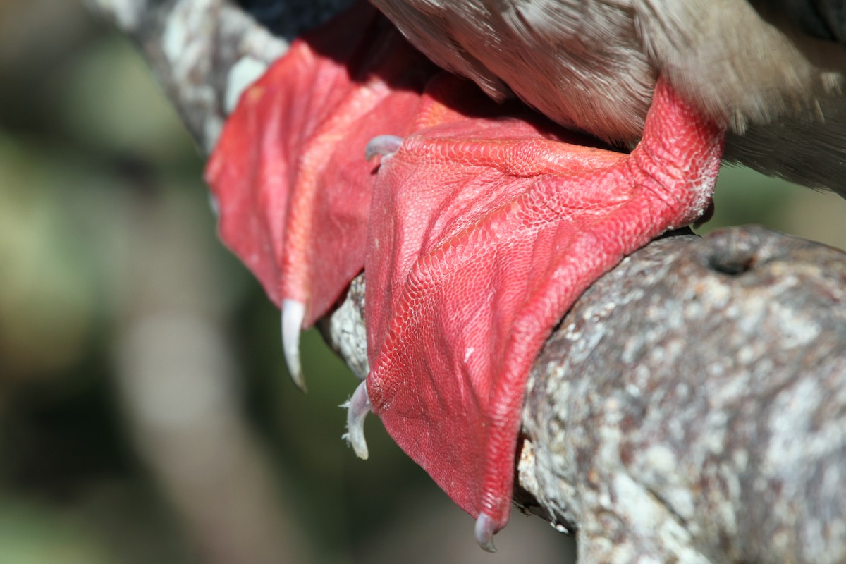 Red-footed Booby - ML113755851
