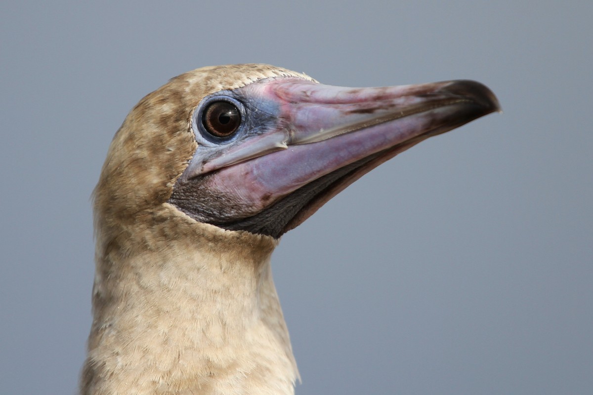 Red-footed Booby - ML113756191