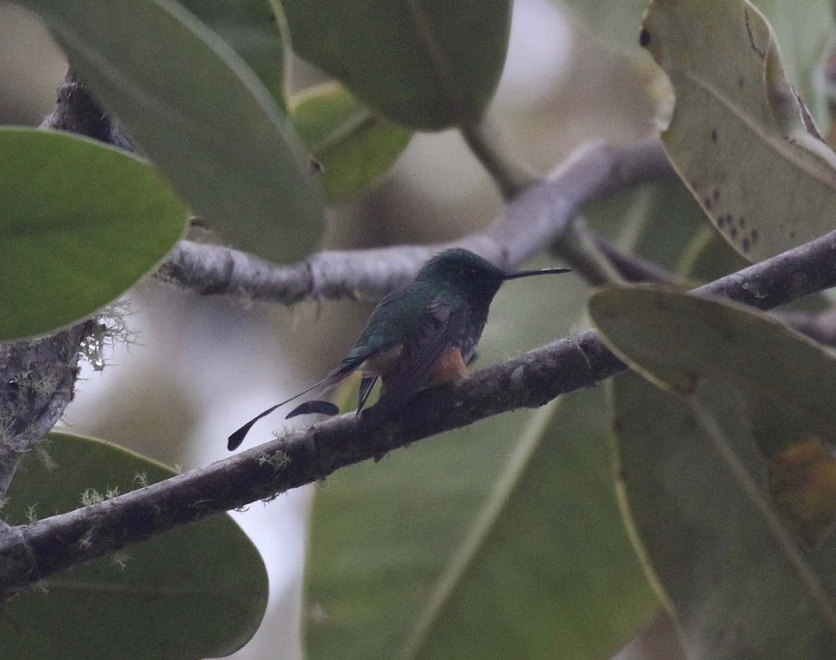 Rufous-booted Racket-tail - ML113759111