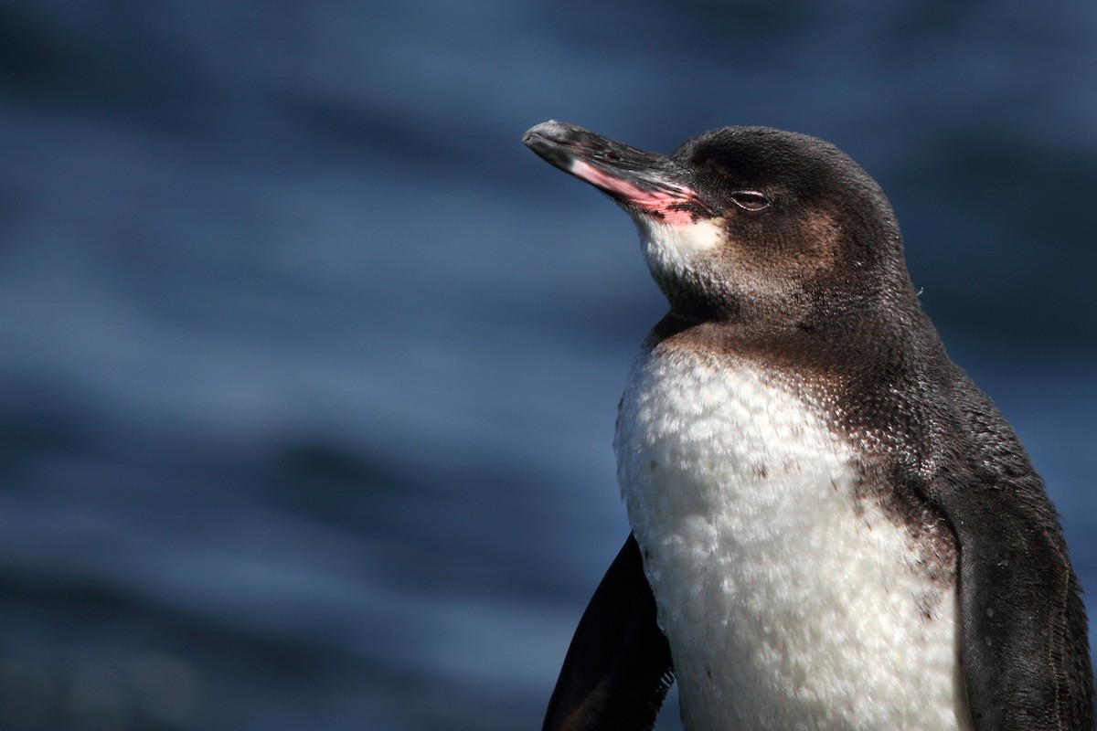 Galapagos Penguin - Rhys Marsh