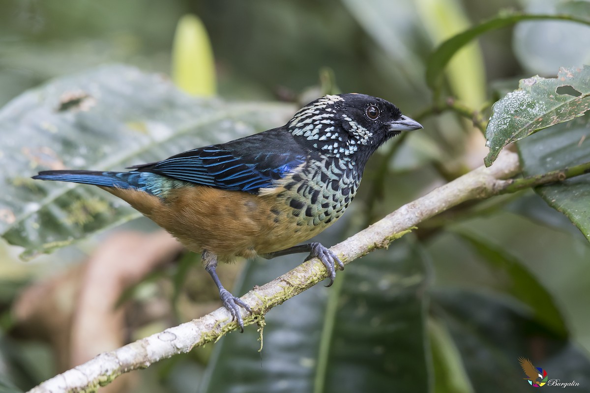 Spangle-cheeked Tanager - ML113760661
