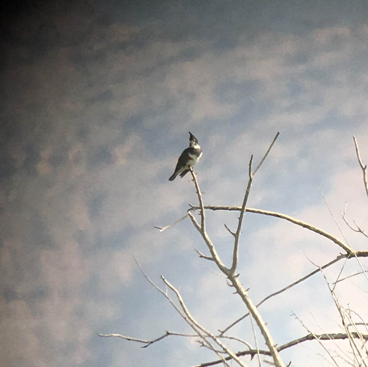 Belted Kingfisher - ML113760771