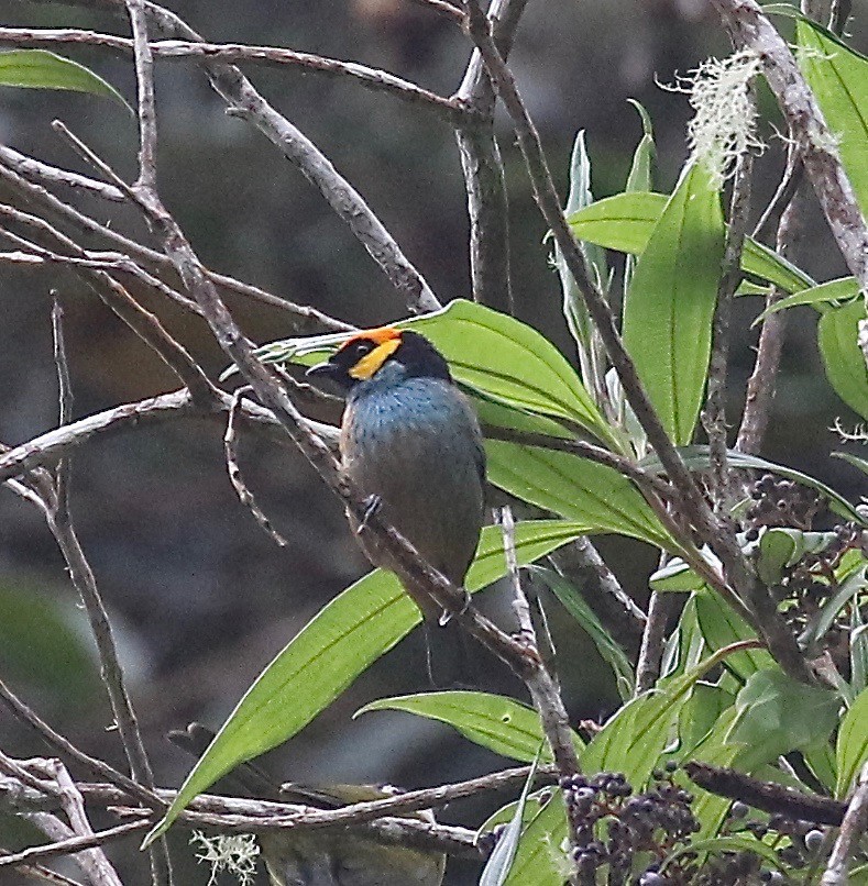 Saffron-crowned Tanager - ML113760811
