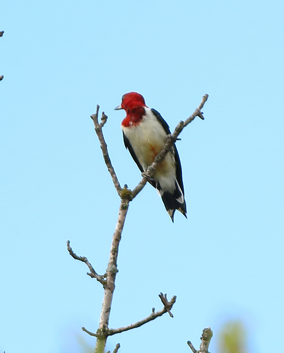 Red-headed Woodpecker - Richard Kinney