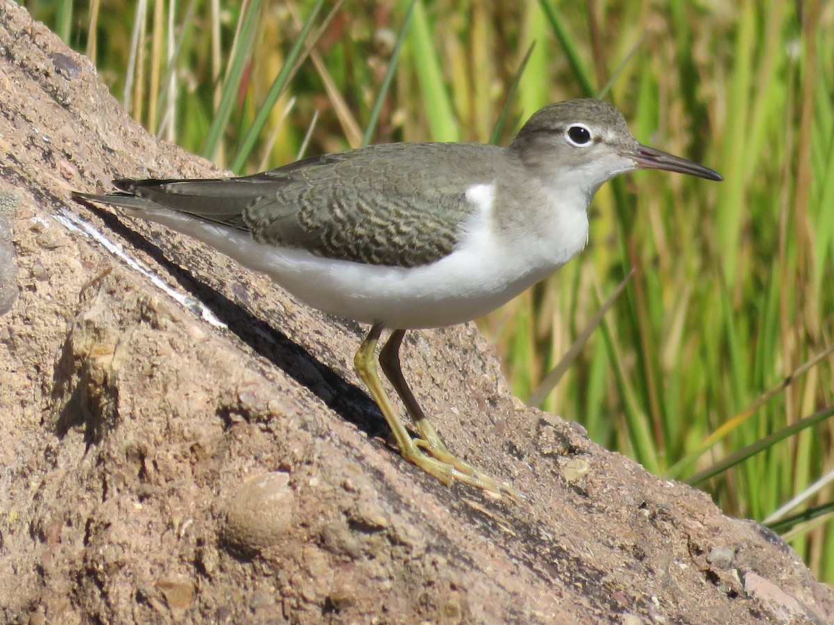 Spotted Sandpiper - Don Witter
