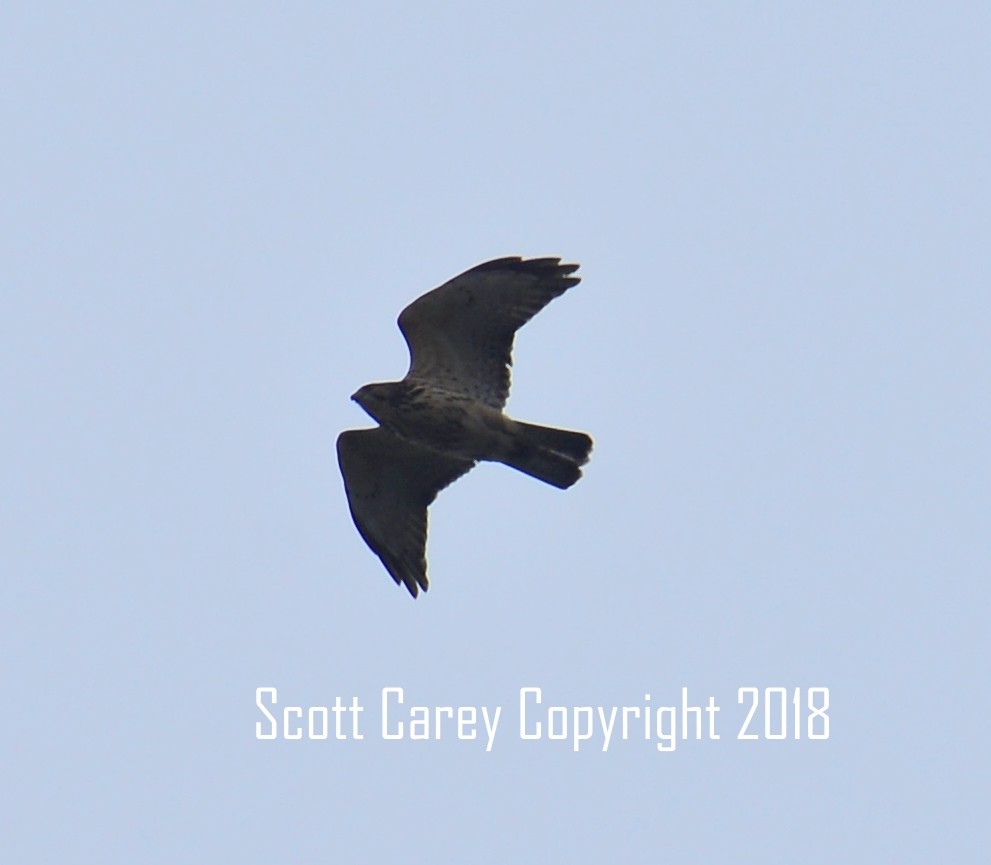 Broad-winged Hawk - Scott Carey