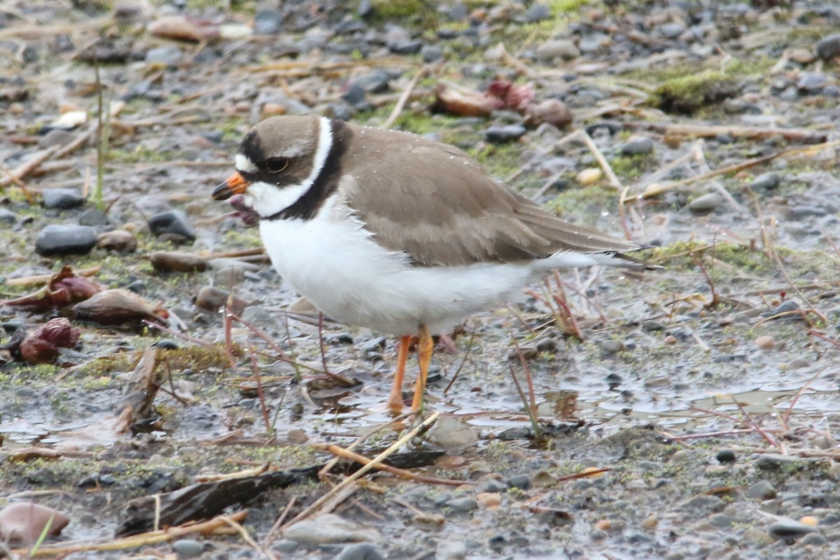 Semipalmated Plover - ML113770641