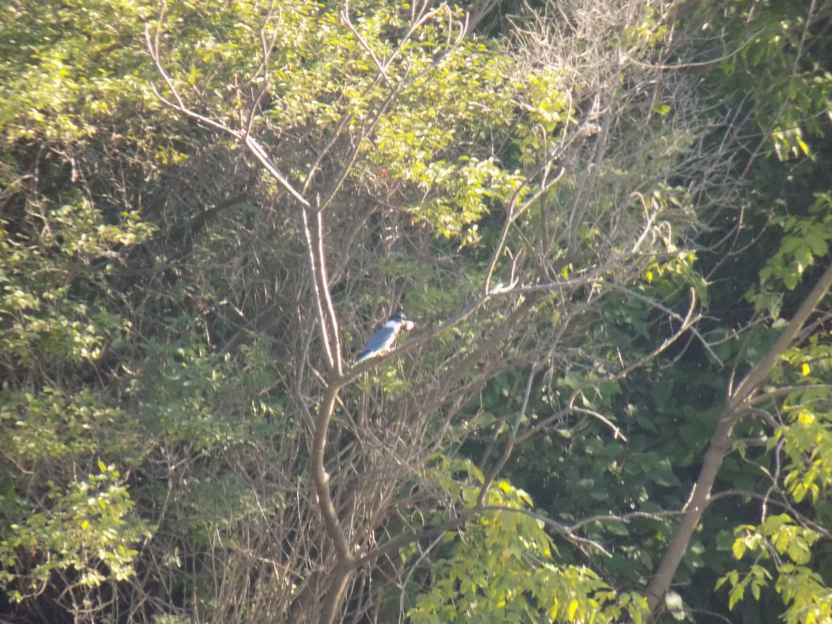 Belted Kingfisher - ML113771321